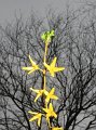Fruehling   144